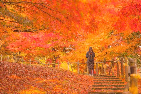 【岡山県内発】 秋彩の天橋立・福知山・舞鶴 5つの紅葉めぐり 2日間2